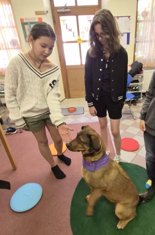 Therapiehund_2_original
